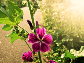 江阴绿植花卉的生态习性与价格分析江阴花卉种植基地