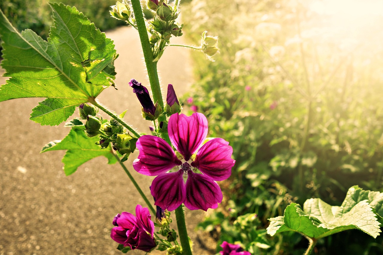 江阴绿植花卉的生态习性与价格分析江阴花卉种植基地  第1张